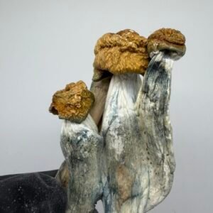 Penis Envy Mushroom