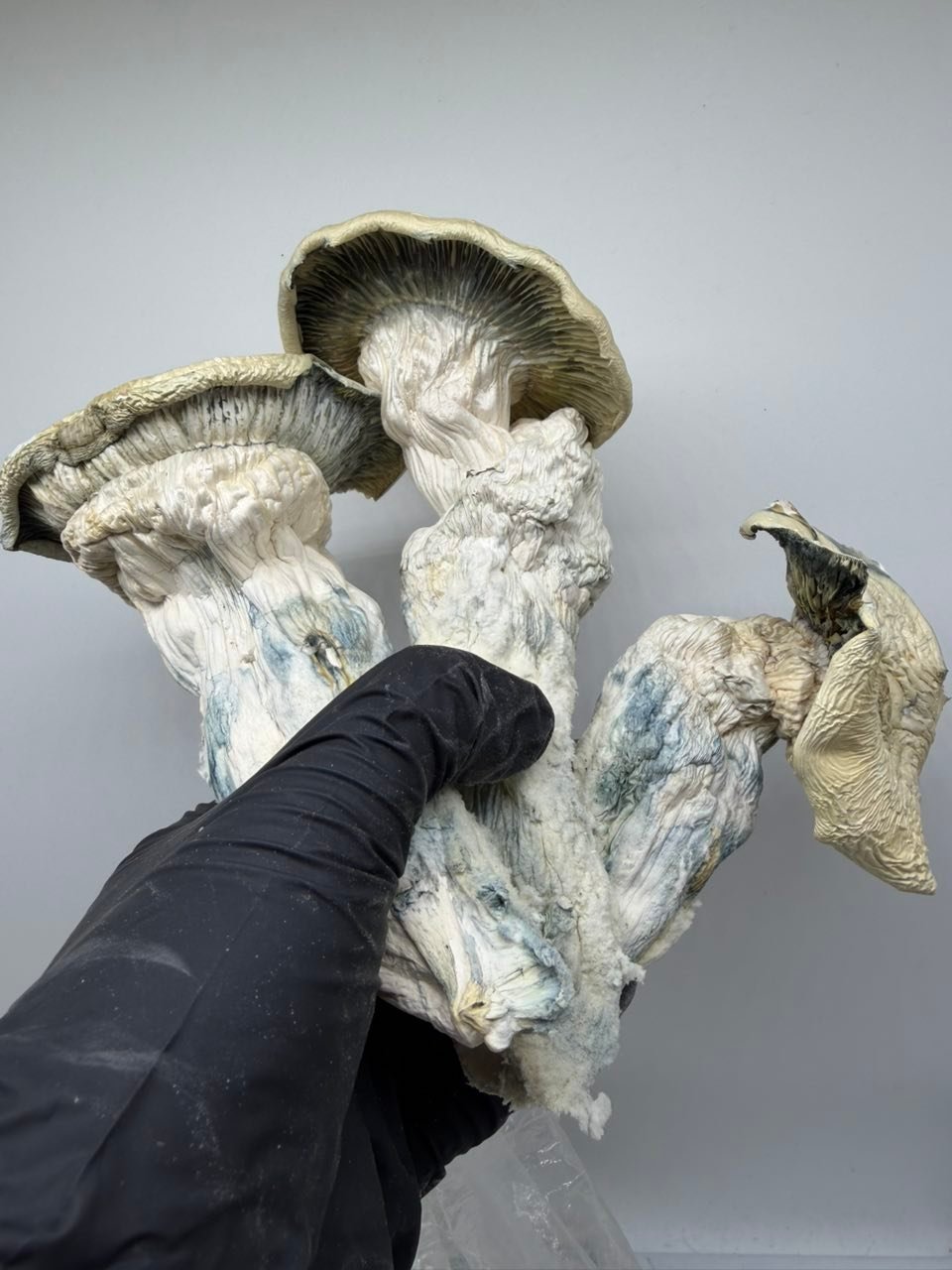 buy albino trinity mushrooms