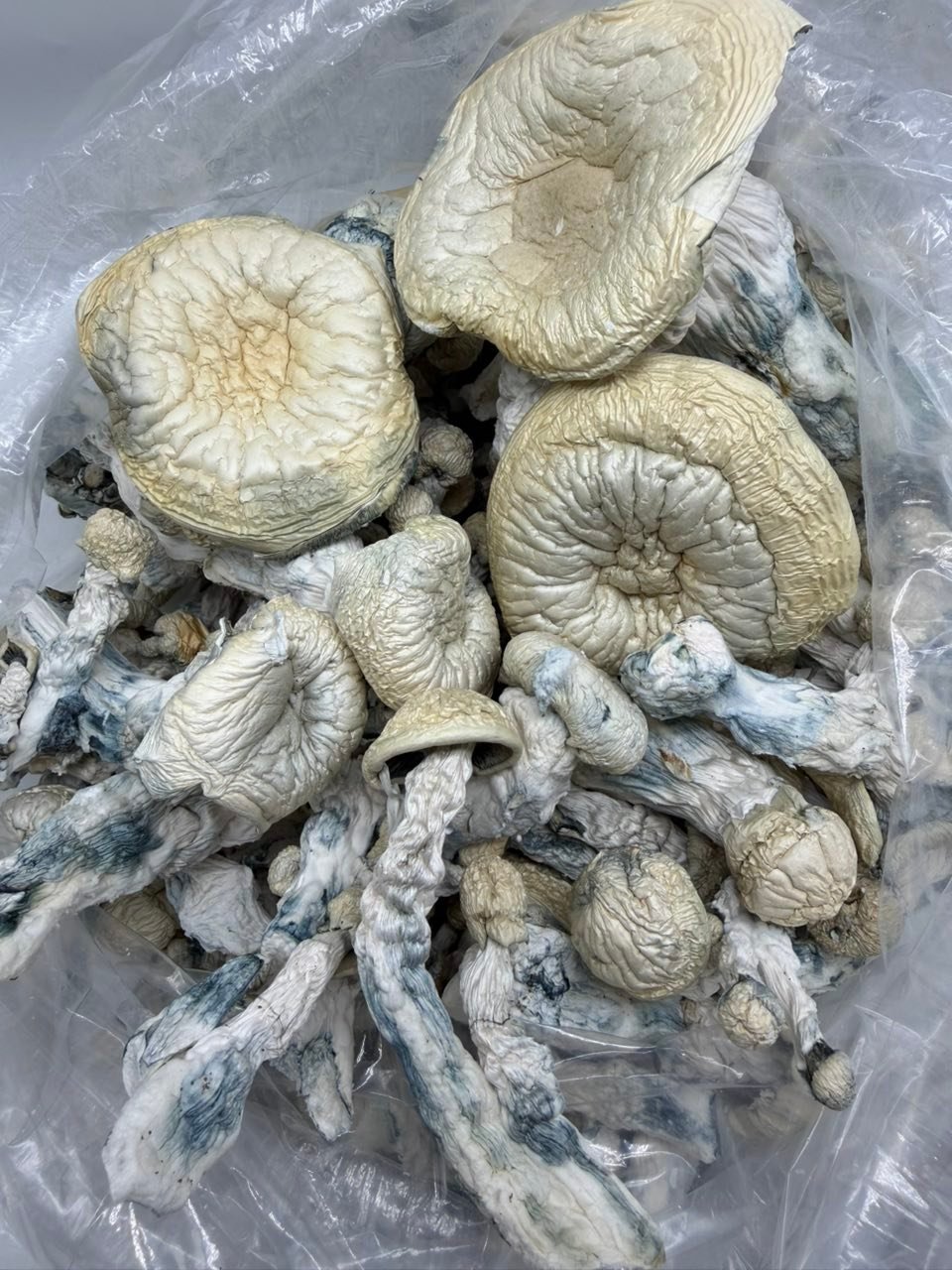 buy albino trinity mushrooms