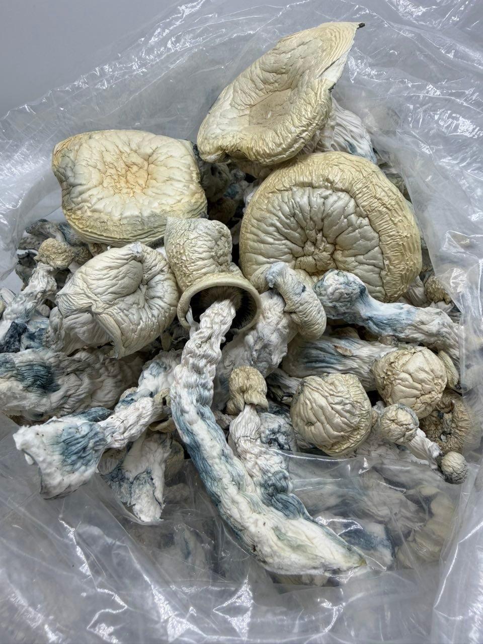 buy albino trinity mushrooms