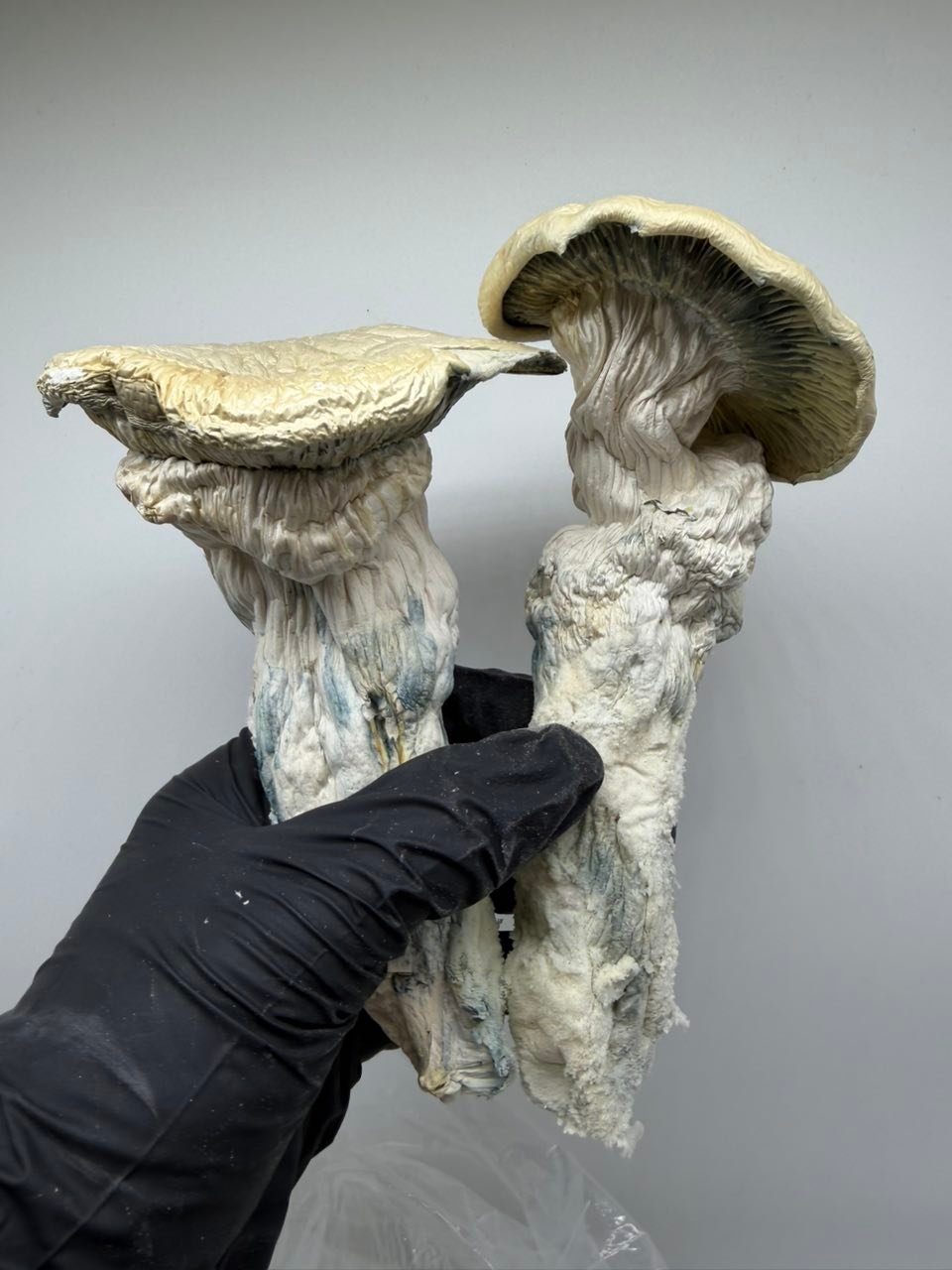 buy albino trinity mushrooms