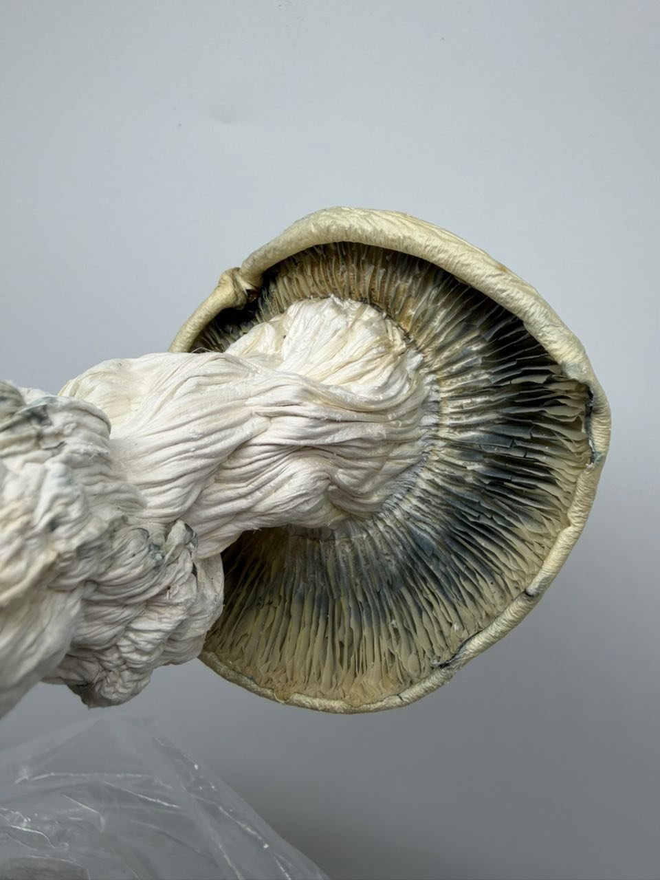 buy albino trinity mushrooms