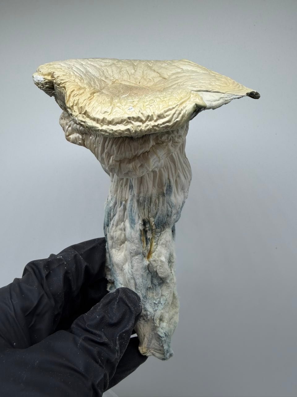 buy albino trinity mushrooms