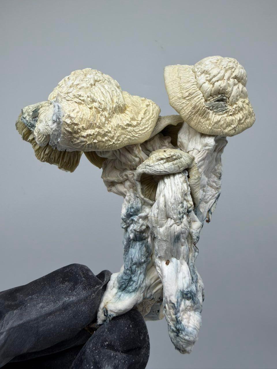 buy magic mushrooms online