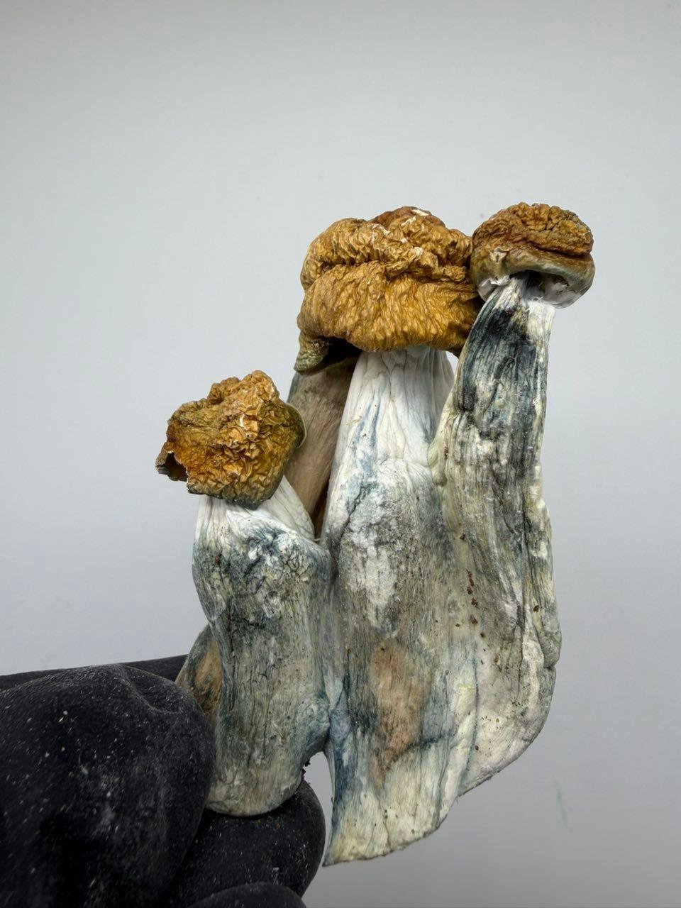 buy magic mushrooms online