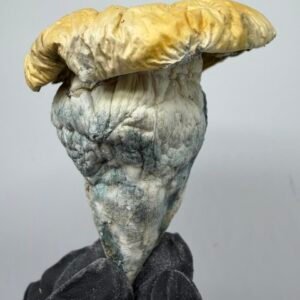 buy iceberg albino mushrooms