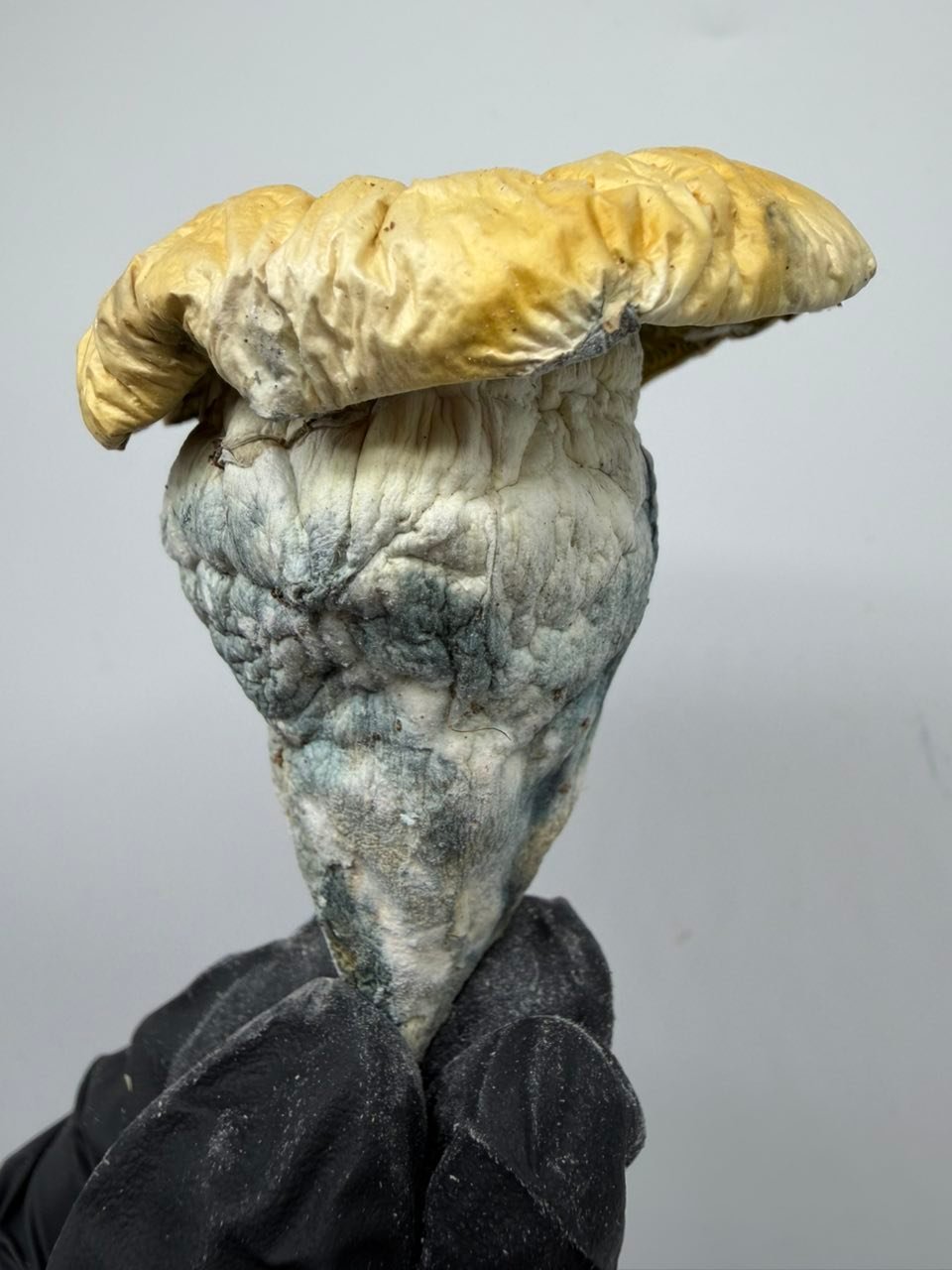 buy iceberg albino mushrooms