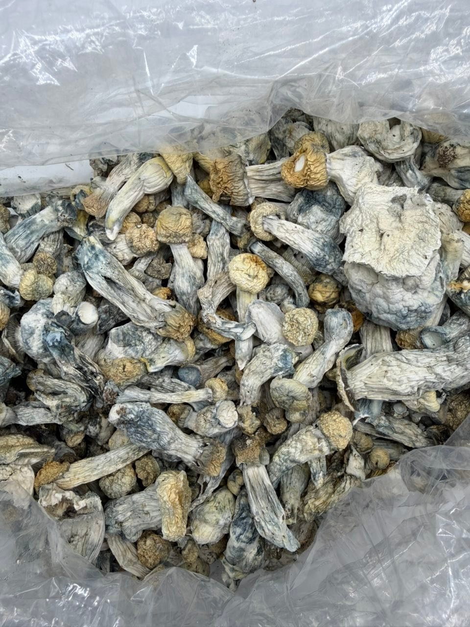 buy iceberg albino mushrooms