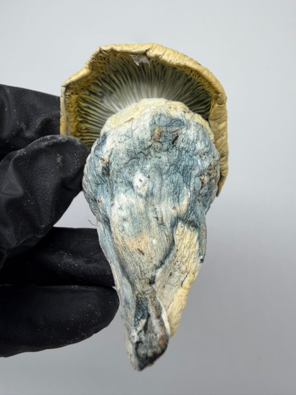 buy iceberg albino mushrooms