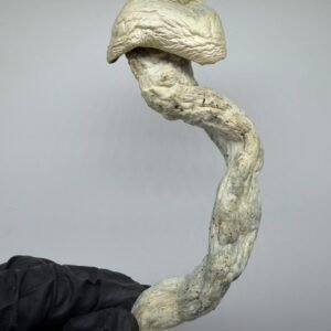 buy albino jedi mind fuck mushrooms