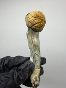 Blue Storm mushrooms