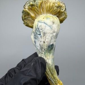 buy midnight trinity mushrooms